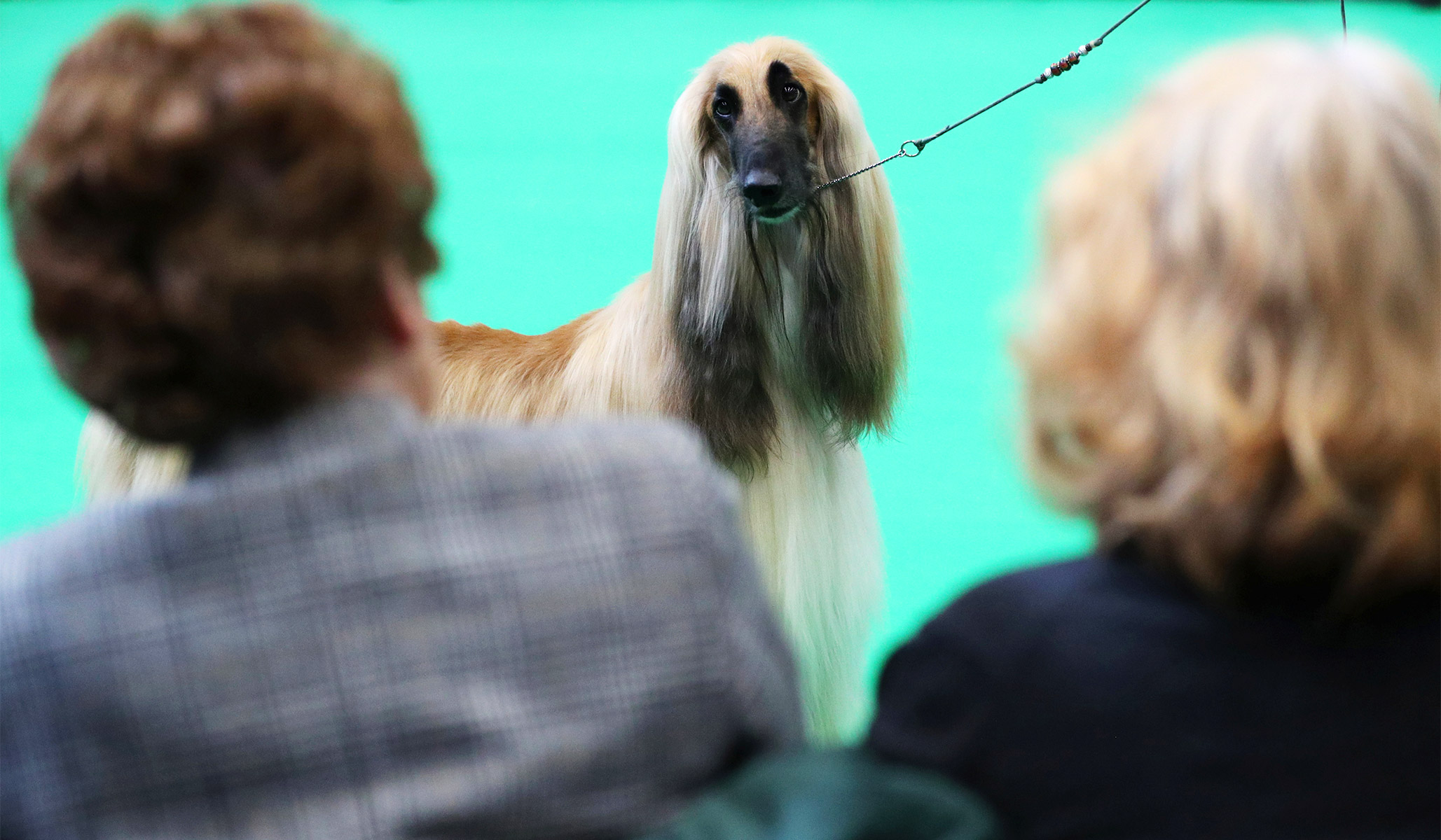 what day is terrier day at crufts 2019