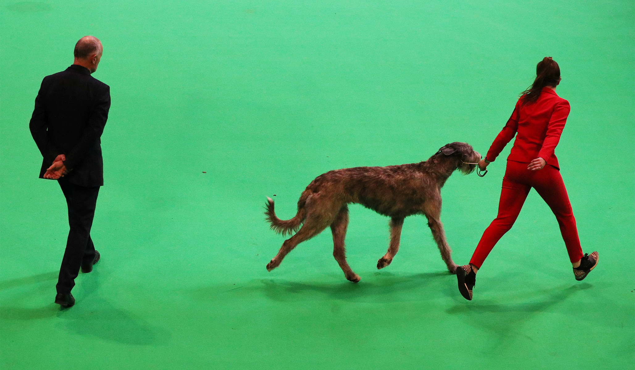 what day is terrier day at crufts 2019