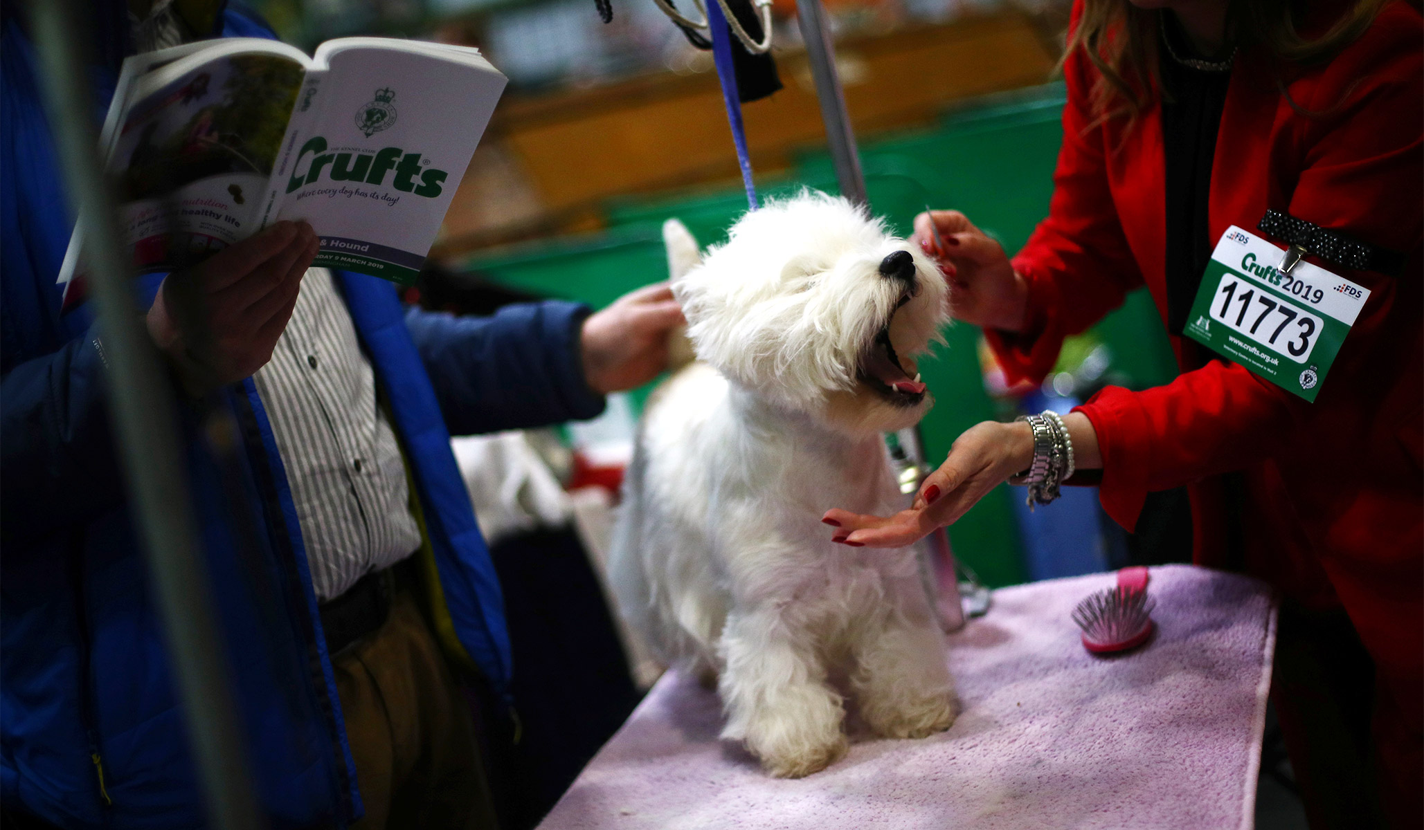 what day is terrier day at crufts 2019