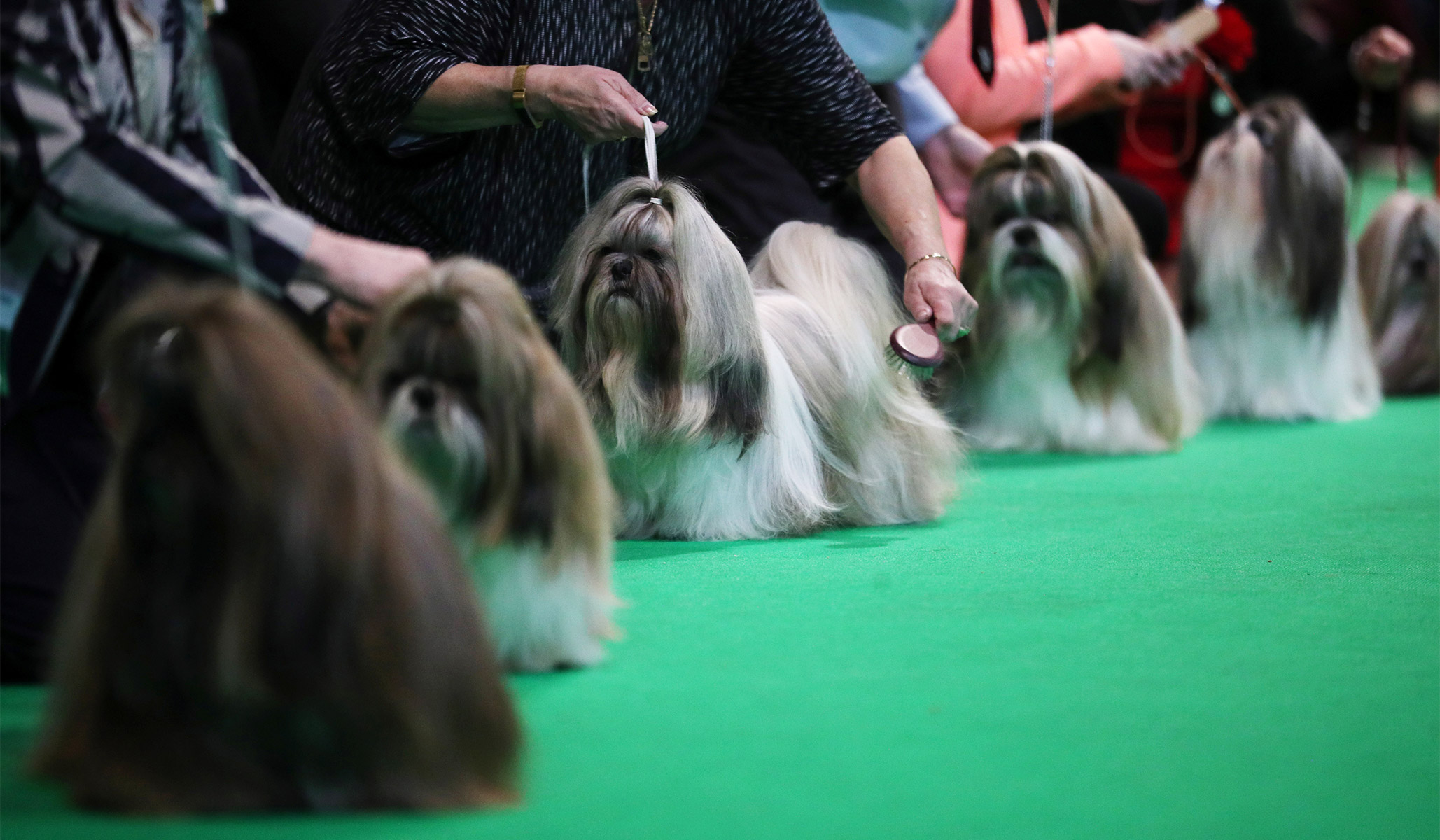 what day is terrier day at crufts 2019