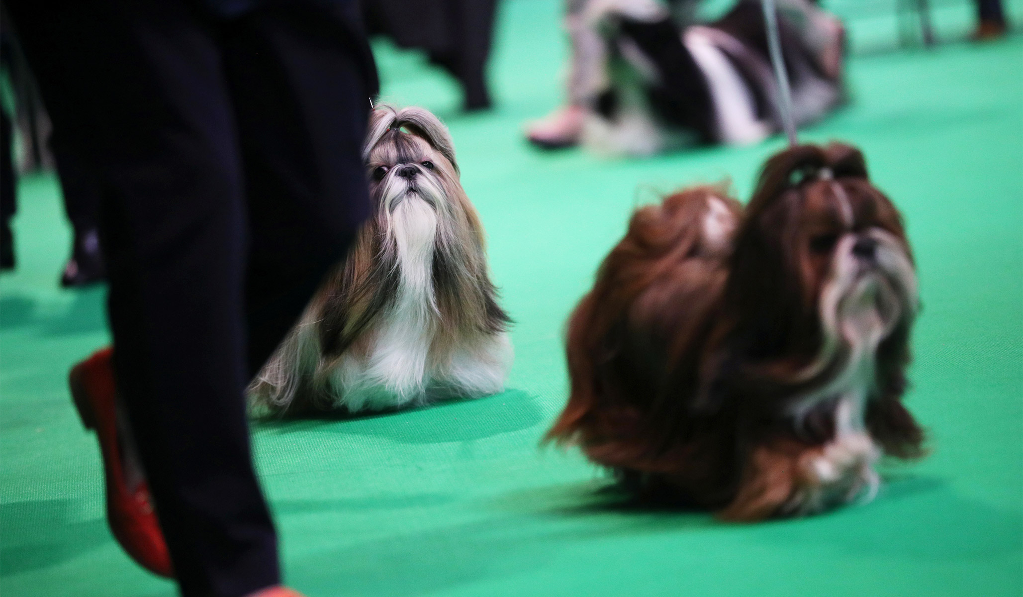 what day is terrier day at crufts 2019