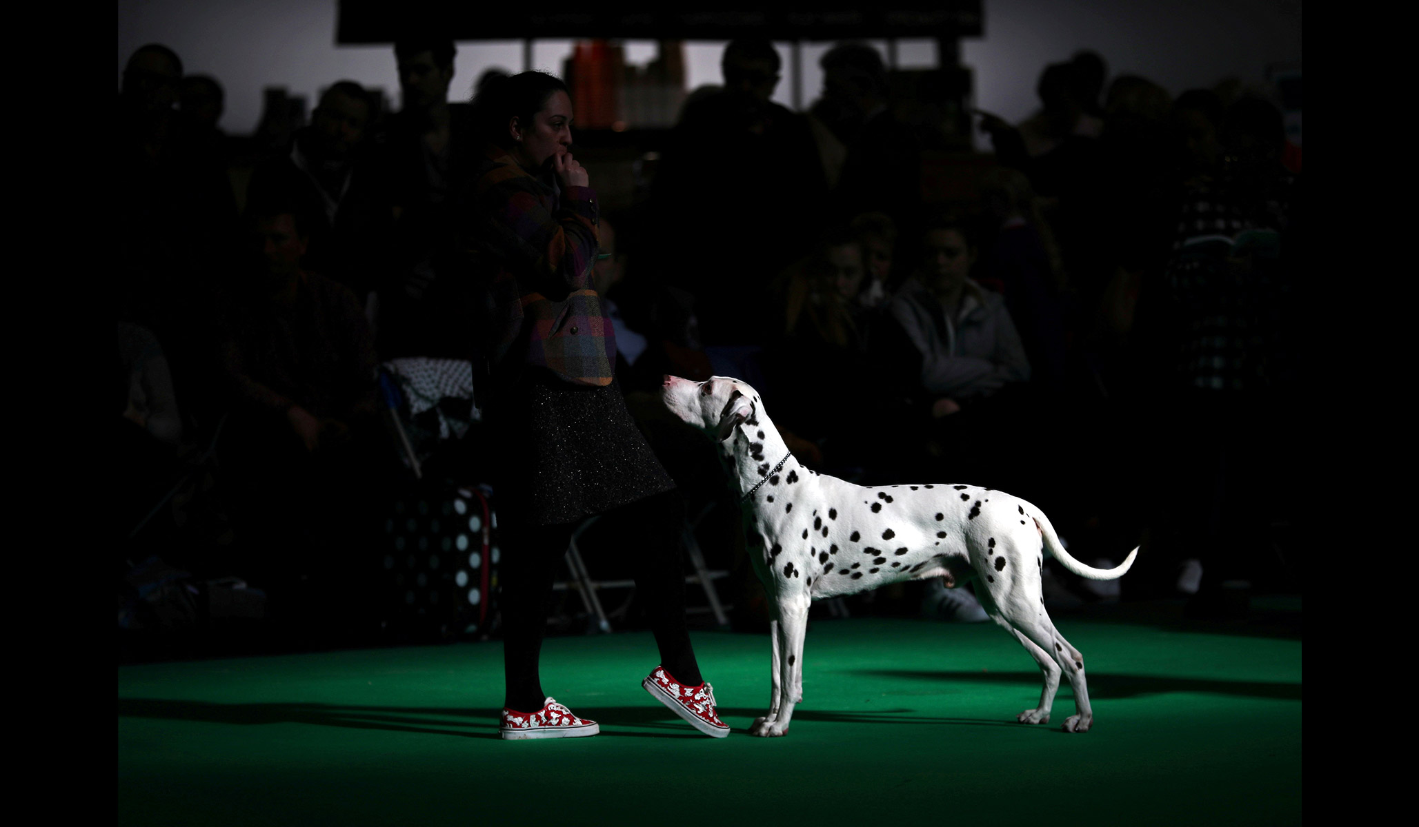 what day is terrier day at crufts 2019