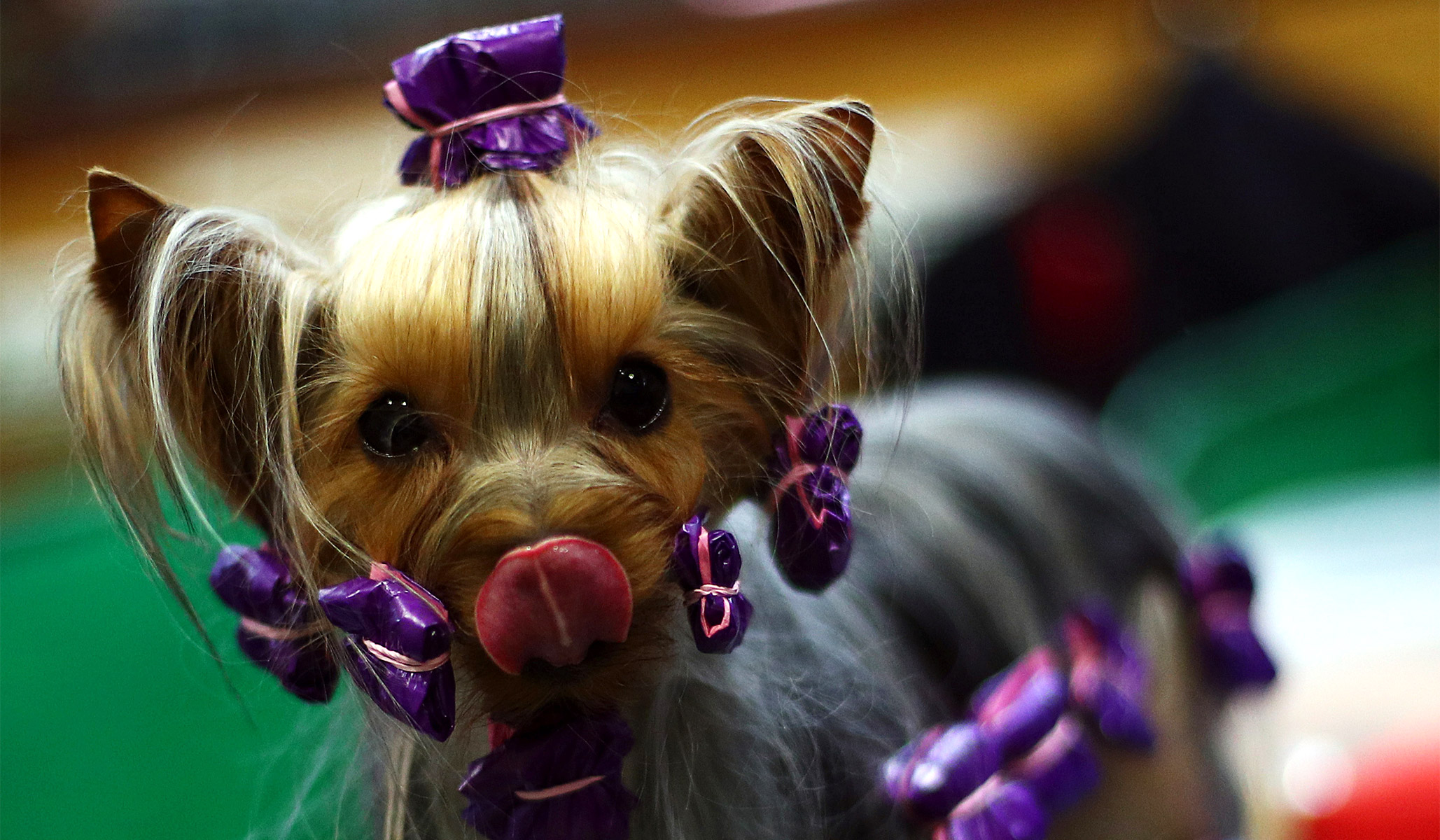 what day is terrier day at crufts 2019