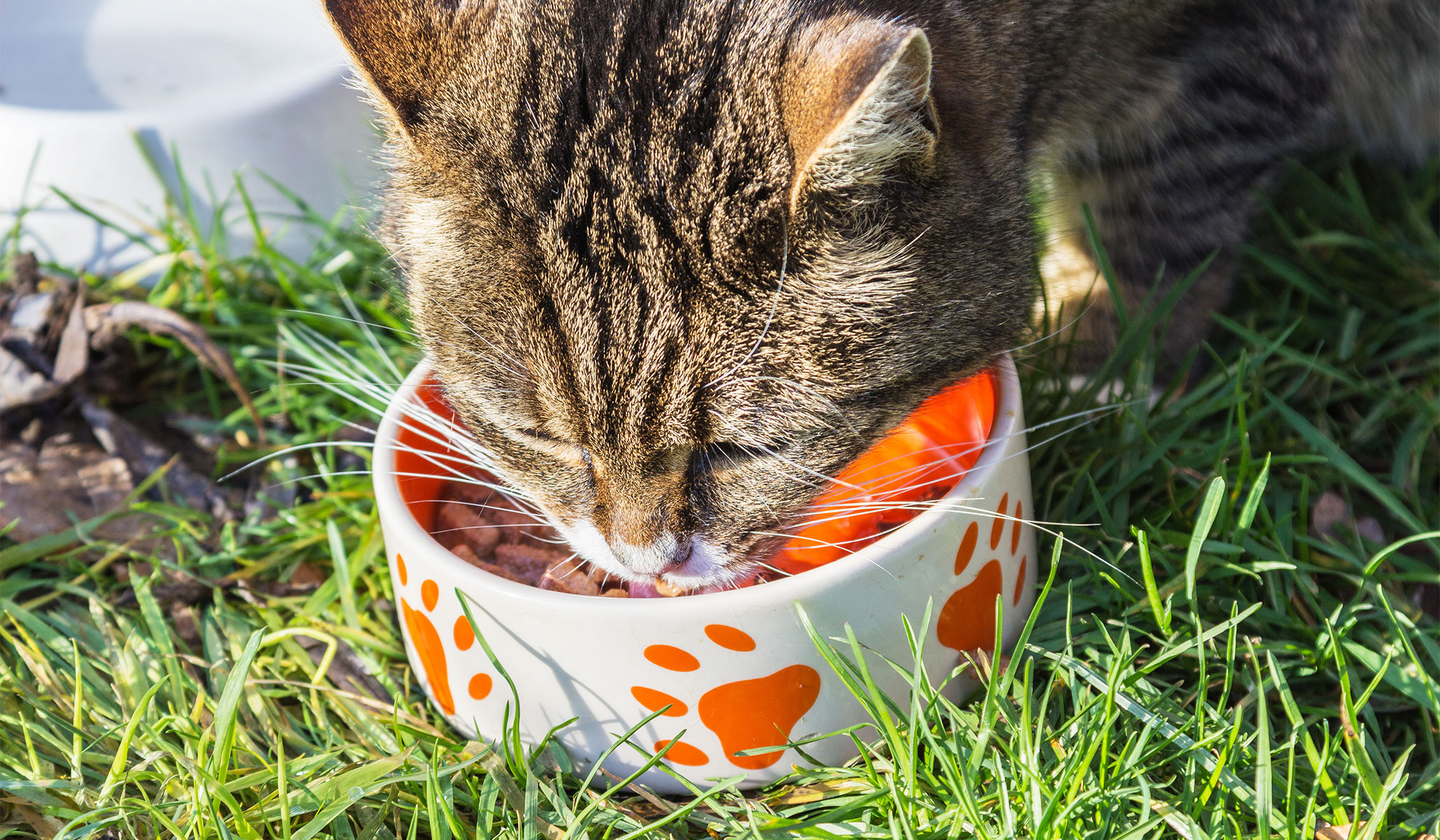 Ohio Woman Get 10 Day Jail Sentence For Feeding Stray Cats National