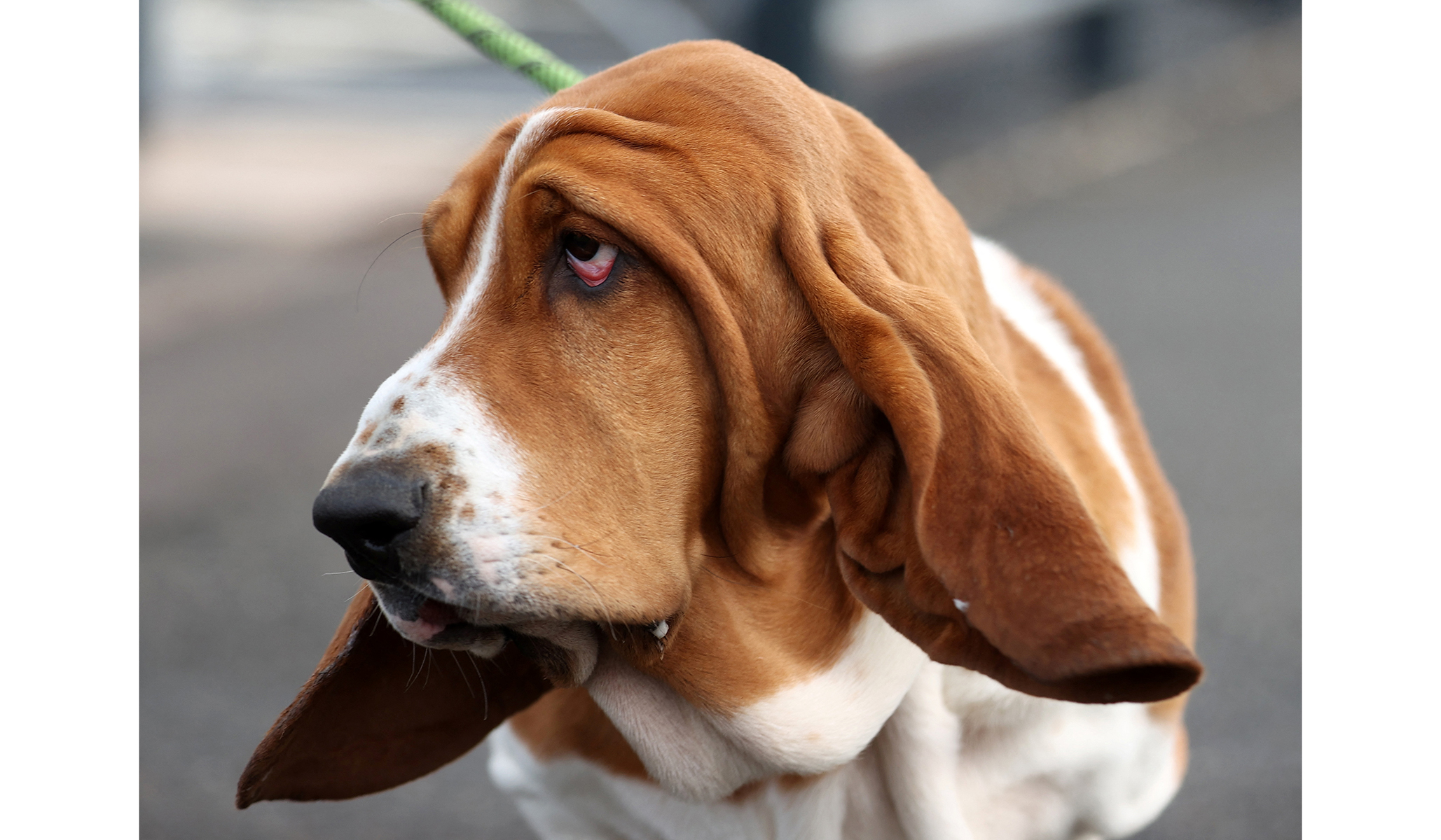 what day is hound day at crufts