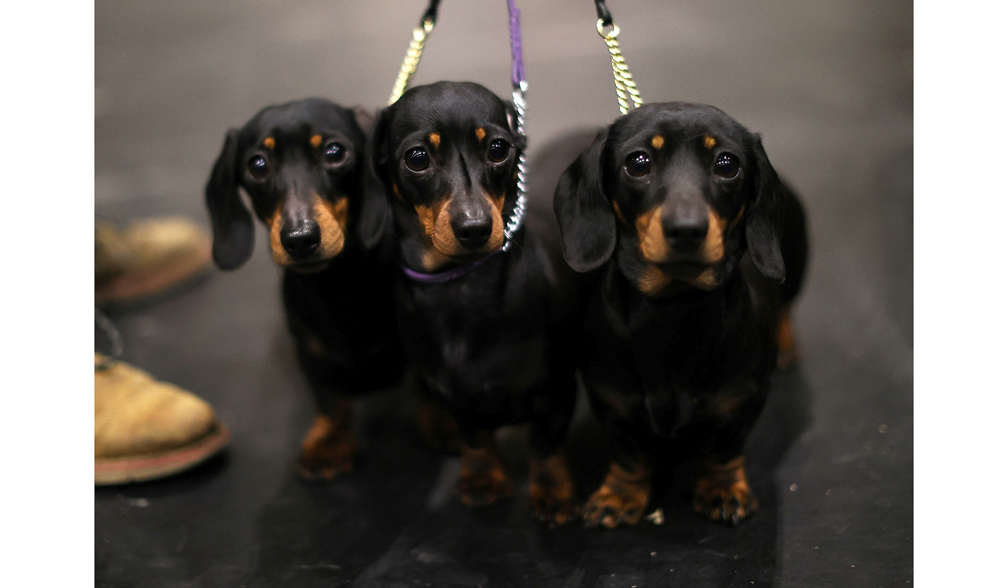 what day is hound day at crufts