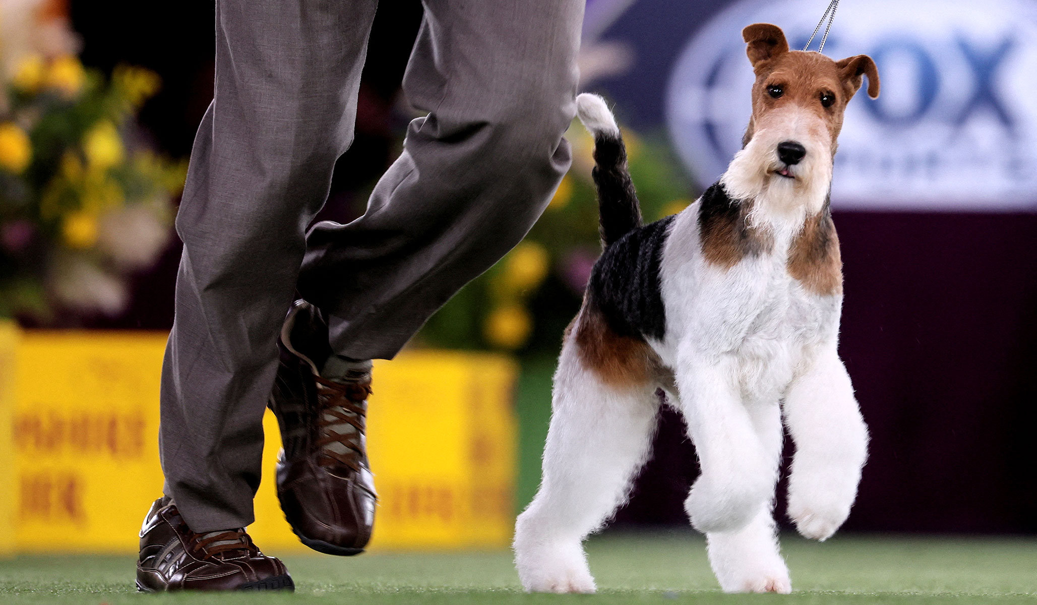 what dog won the terrier group at westminster