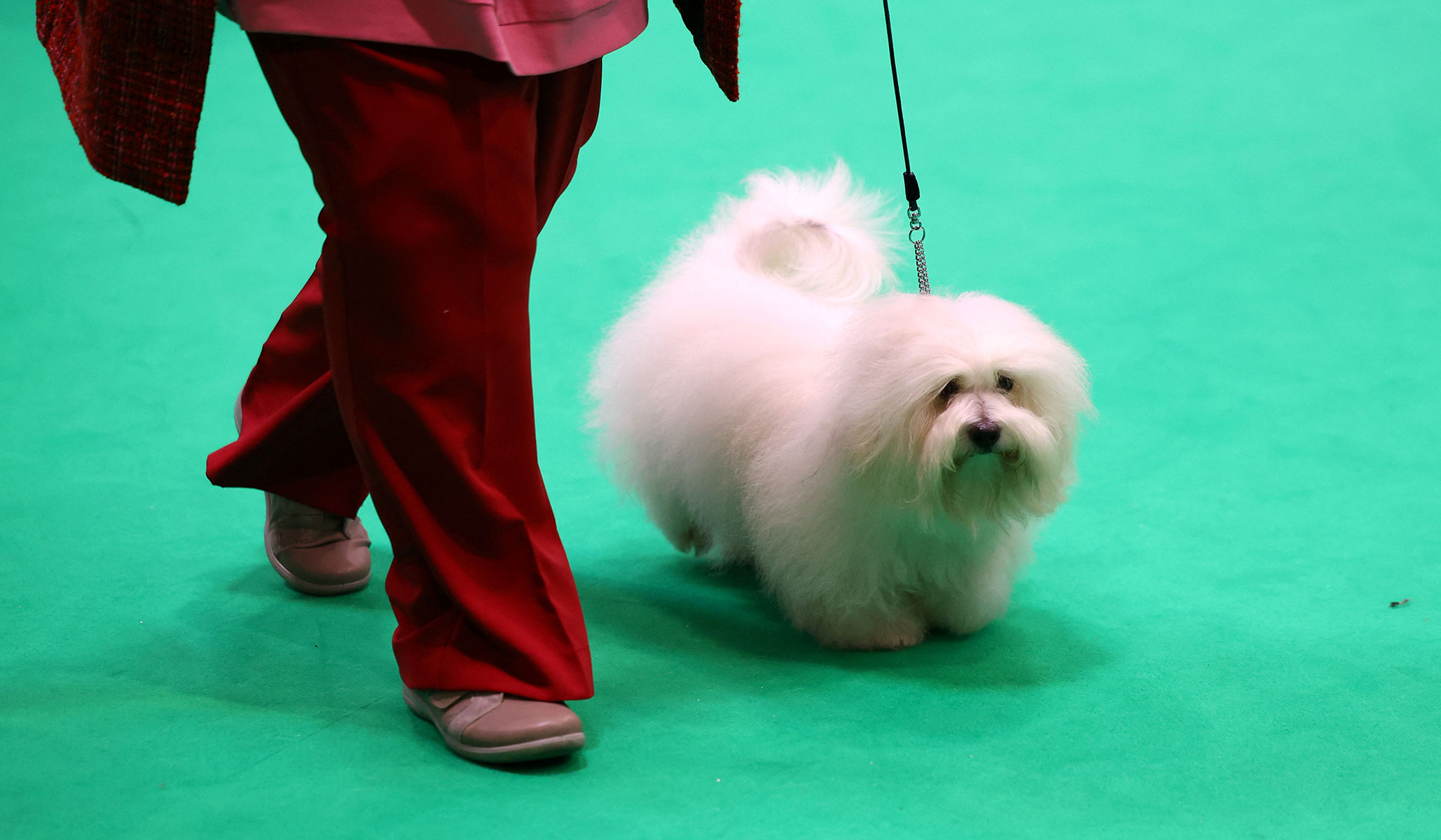 what day is hound day at crufts