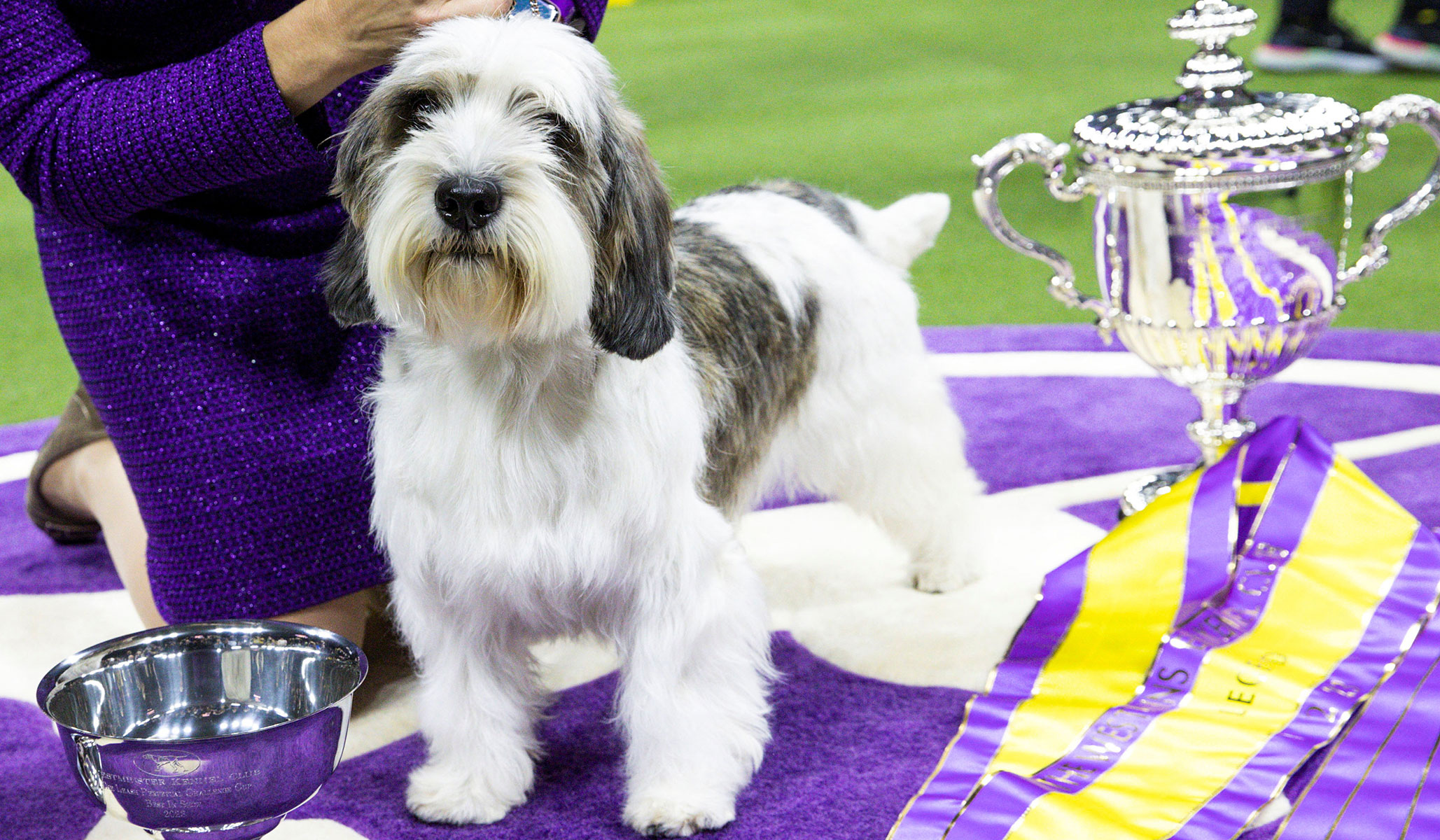 PHOTOS: Westminster Dog Show 2023 | National Review