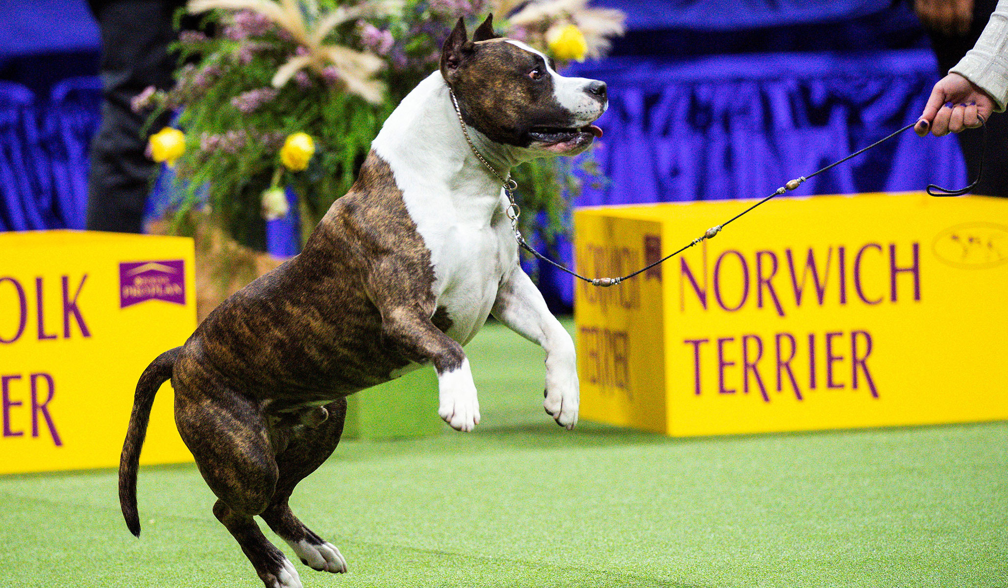 what happens during a dog show